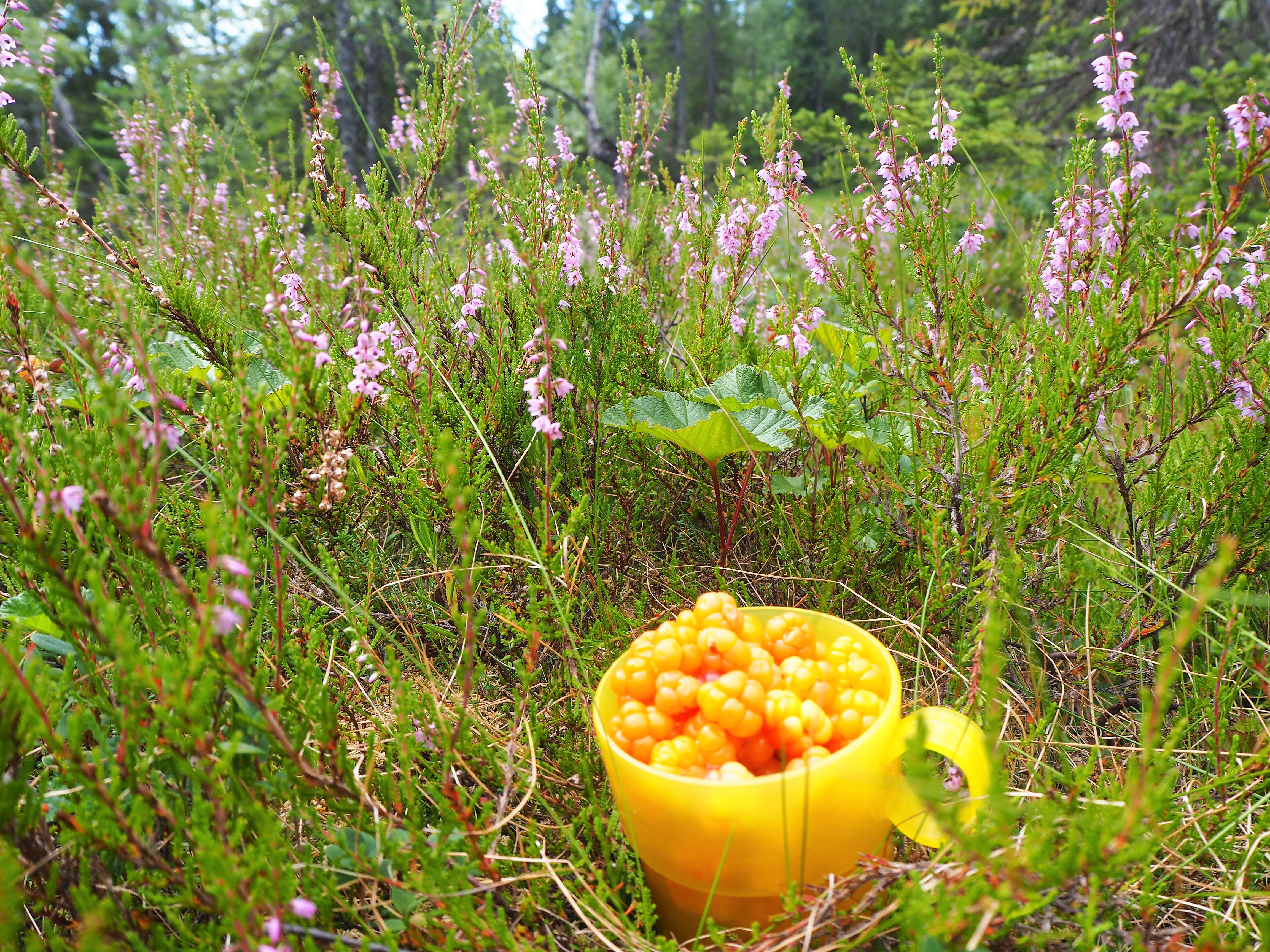 Stafettrening 27. august på Ringkollen