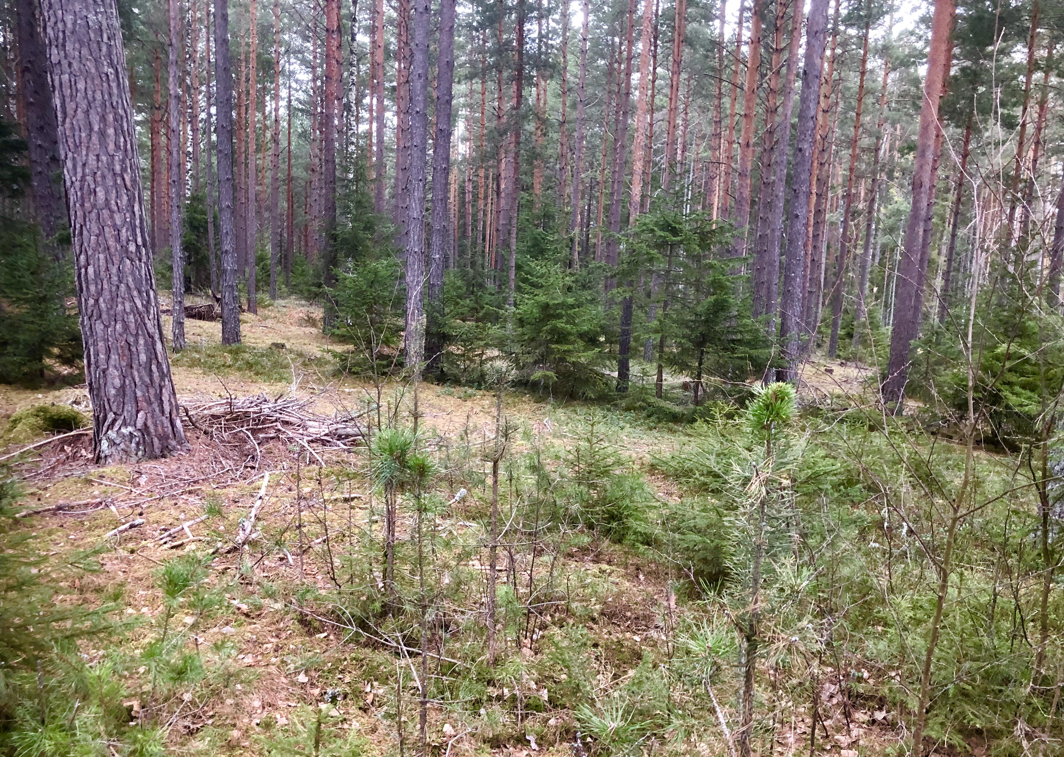 Trening fra Hole u-skole tirsdag