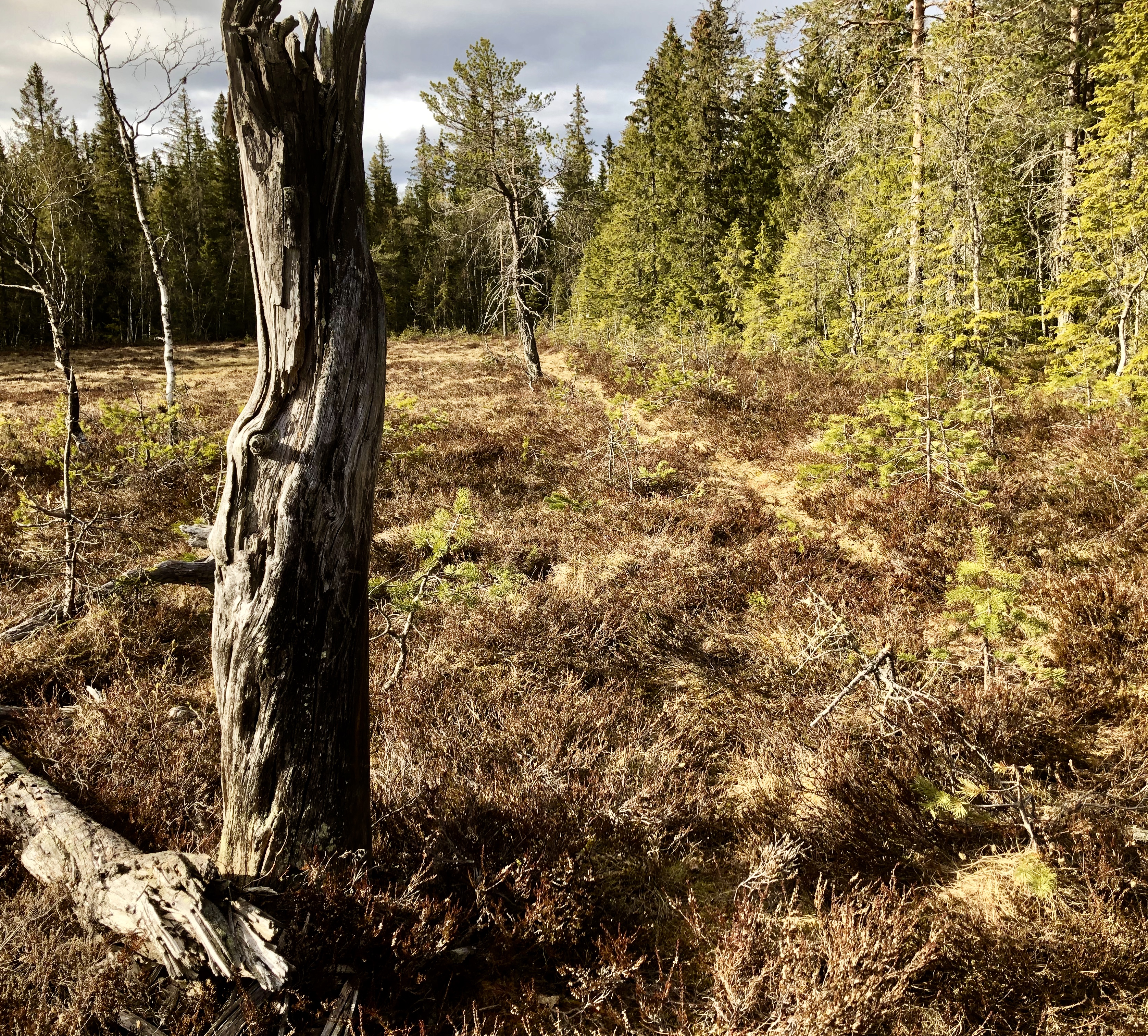 ROL-trening på Kleivstua tirsdag