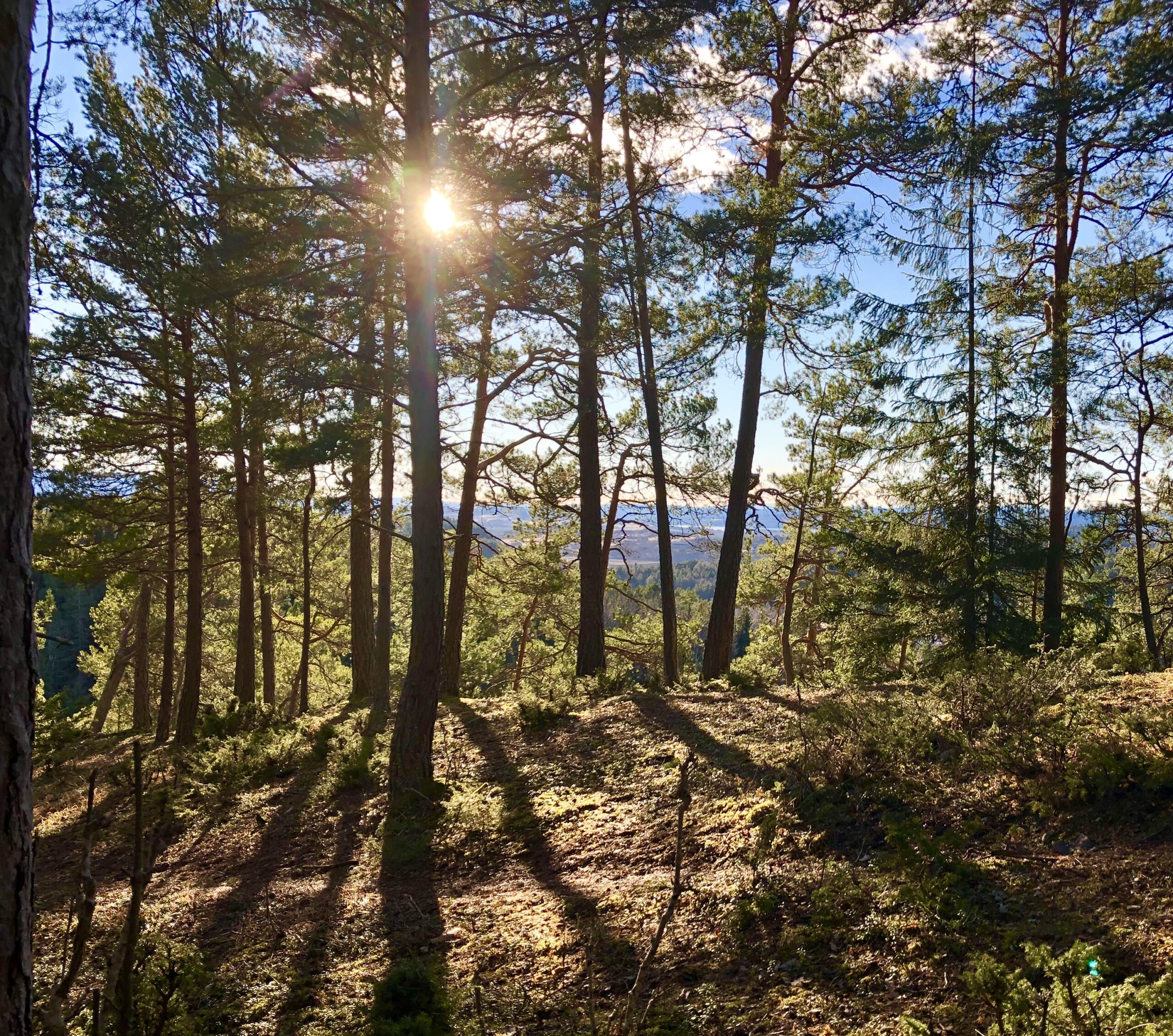 Treningsløype i Gullerudmarka