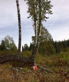 Månedens løype i oktober