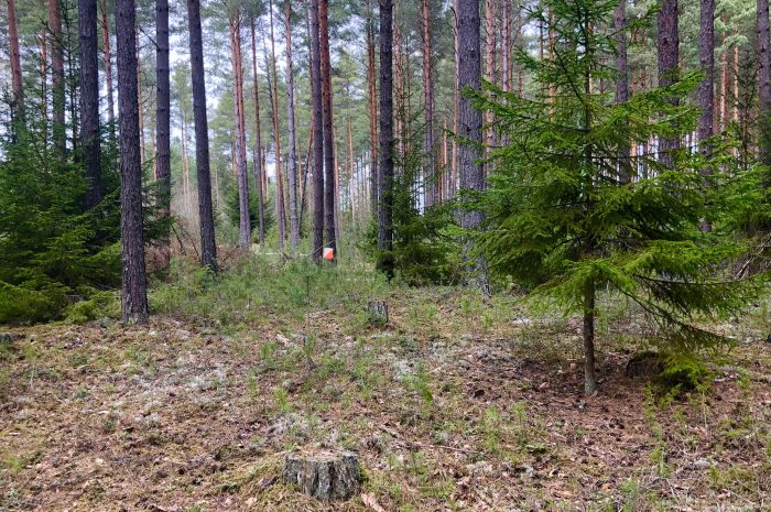 Tirsdag-trening på Helgelandsmoen kl 18.00