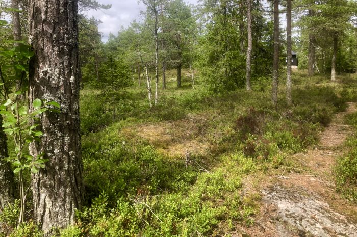 ROL-trening på Kleivstua hver tirsdag i september