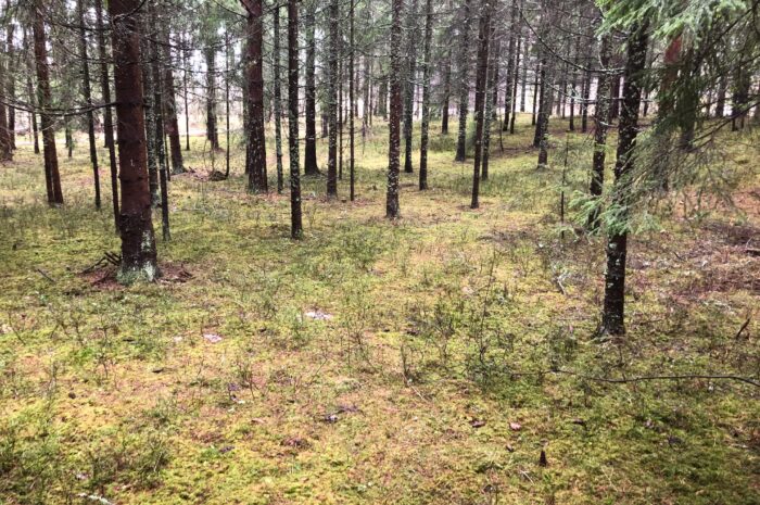 Vår, barmark og tilbud for alle i ROL