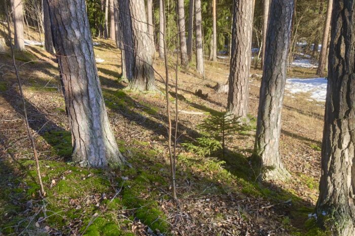 Tirsdagstrening fra Kartverket i februar